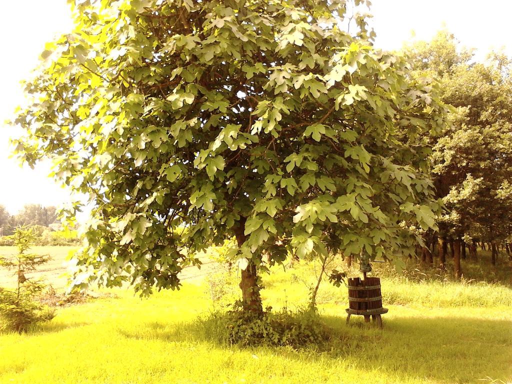 Green Fields パドヴァ エクステリア 写真